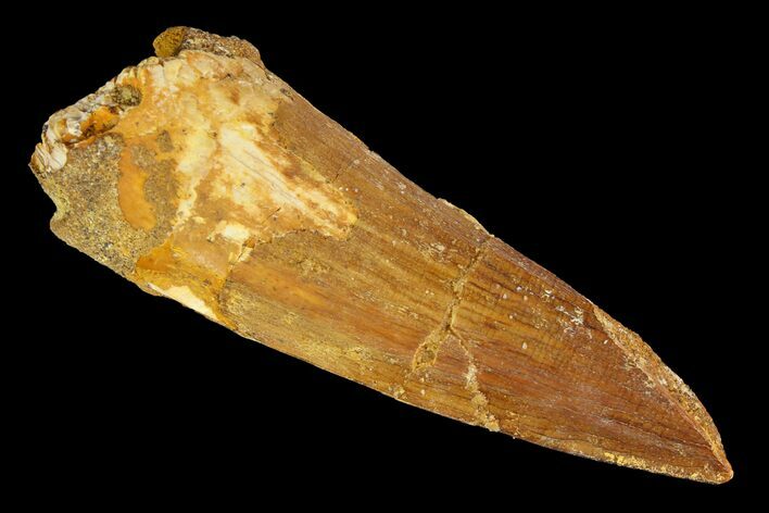 Spinosaurus Tooth - Real Dinosaur Tooth #138199